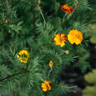 Blommande gula och orange tagetes