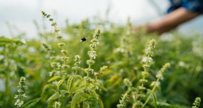 En humla flyger bland blommande basilikaplantor