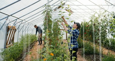 Johanna och Jonathan arbetar i växthuset