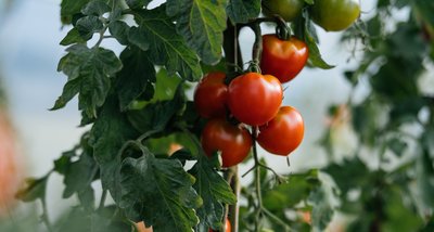 Röda tomater i en klase hängande på en tomatplanta